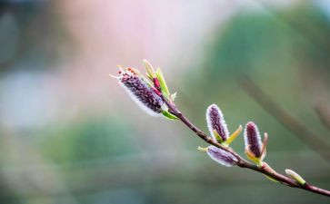 过春节教案优质5篇