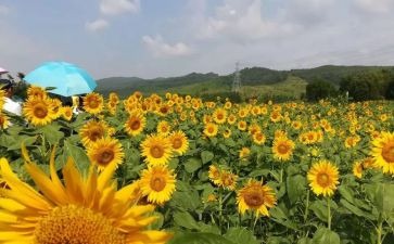 最美教师2024心得体会优秀6篇